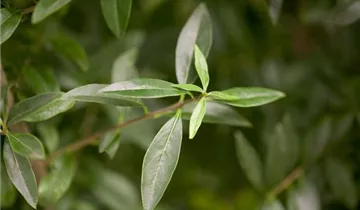 Zum Vergrößern klicken Bildvorschau