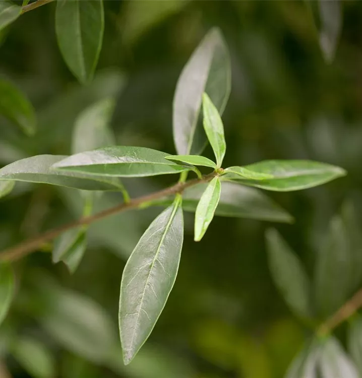 Gemeiner Liguster Gemeiner Liguster