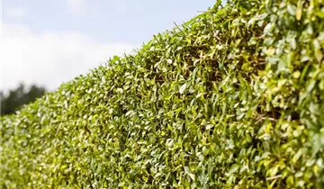 Zum Vergrößern klicken Bildvorschau