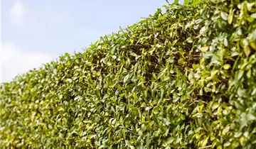 Zum Vergrößern klicken Bildvorschau