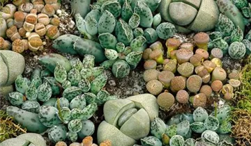 Zum Vergrößern klicken Bildvorschau