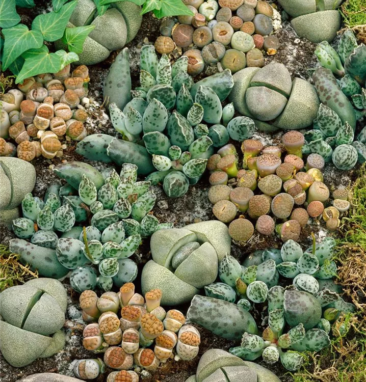 Lebender Stein Lebender Stein