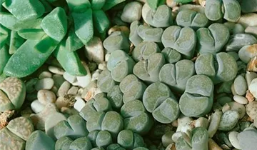 Zum Vergrößern klicken Bildvorschau