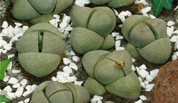 Zum Vergrößern klicken Bildvorschau