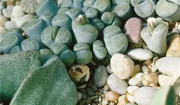 Zum Vergrößern klicken Bildvorschau