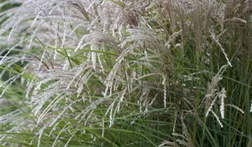 Zum Vergrößern klicken Bildvorschau