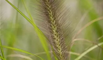 Zum Vergrößern klicken Bildvorschau