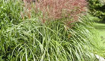 Zum Vergrößern klicken Bildvorschau