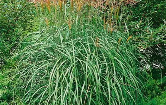 Garten-Chinaschilf 'München' Garten-Chinaschilf 'München'