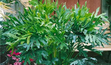 Zum Vergrößern klicken Bildvorschau