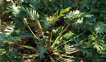 Zum Vergrößern klicken Bildvorschau