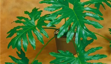 Zum Vergrößern klicken Bildvorschau