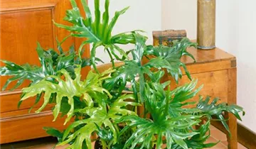 Zum Vergrößern klicken Bildvorschau