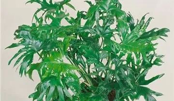 Zum Vergrößern klicken Bildvorschau