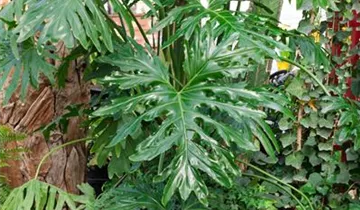 Zum Vergrößern klicken Bildvorschau