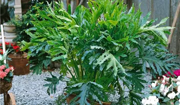 Zum Vergrößern klicken Bildvorschau