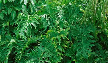 Zum Vergrößern klicken Bildvorschau