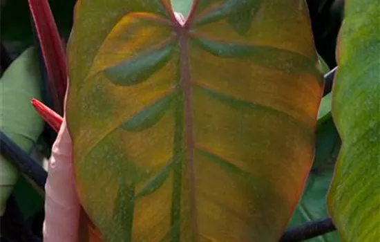 Philodendron Philodendron