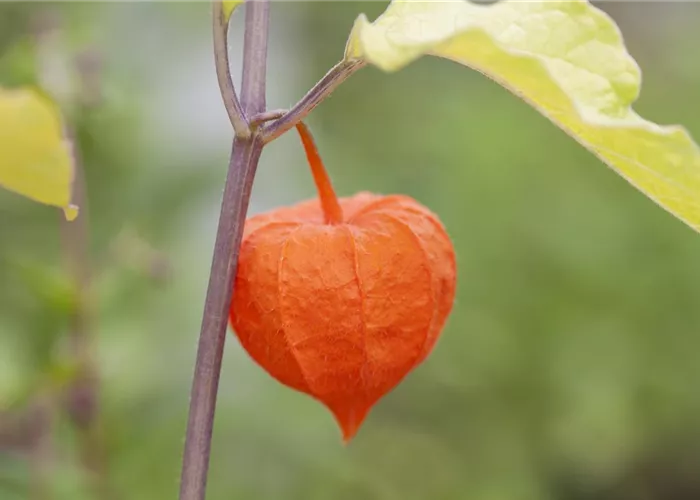 Exotische Früchte gedeihen auch im eigenen Garten Exotische Früchte gedeihen auch im eigenen Garten