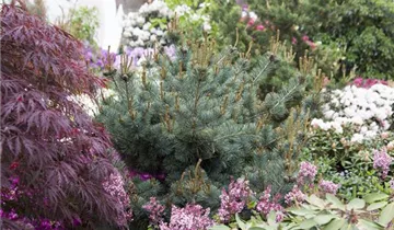 Zum Vergrößern klicken Bildvorschau