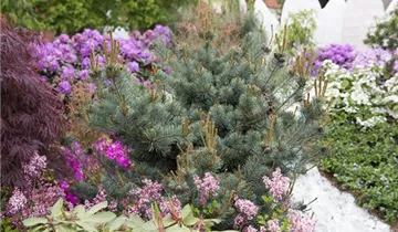 Zum Vergrößern klicken Bildvorschau