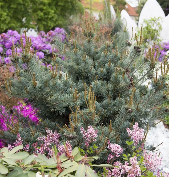 Blaue Mädchenkiefer 'Negishi' Blaue Mädchenkiefer 'Negishi'
