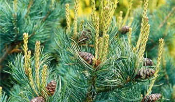 Zum Vergrößern klicken Bildvorschau