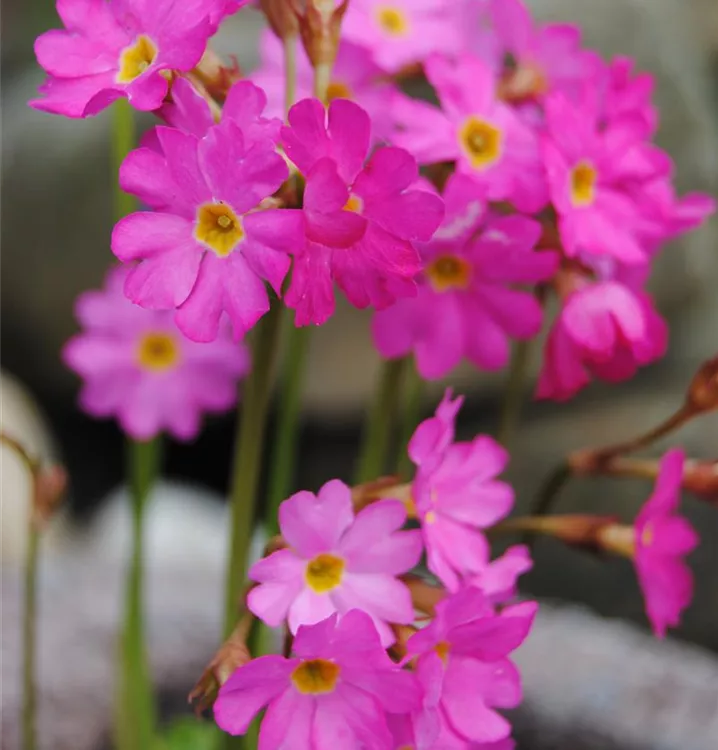 Rosen-Schlüsselblume