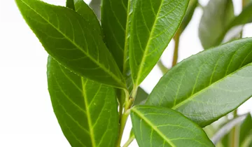 Zum Vergrößern klicken Bildvorschau