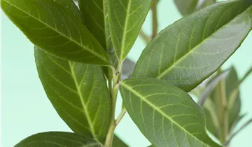 Zum Vergrößern klicken Bildvorschau