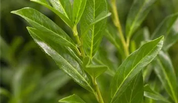 Zum Vergrößern klicken Bildvorschau