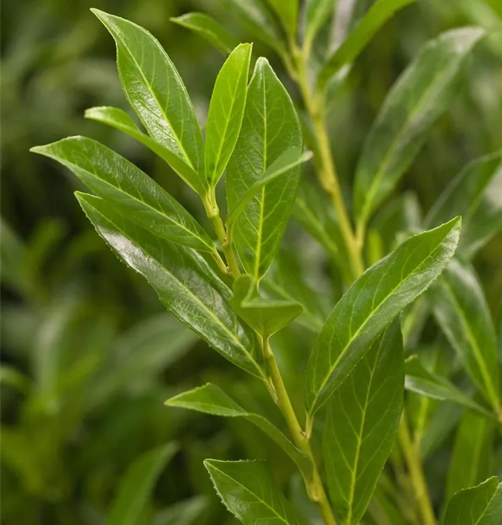 Kaukasische Lorbeerkirsche 'Caucasica' Kaukasische Lorbeerkirsche 'Caucasica'