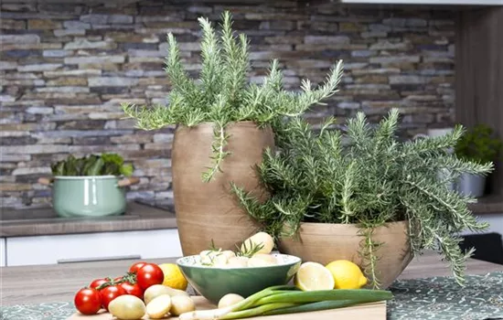 Mattenförmiger Garten-Rosmarin Mattenförmiger Garten-Rosmarin