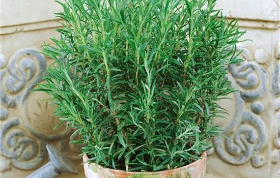 Rosmarin 'Abraxas' Rosmarin 'Abraxas'