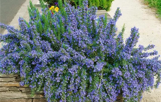 Mattenförmiger Garten-Rosmarin 'Capri' Mattenförmiger Garten-Rosmarin 'Capri'